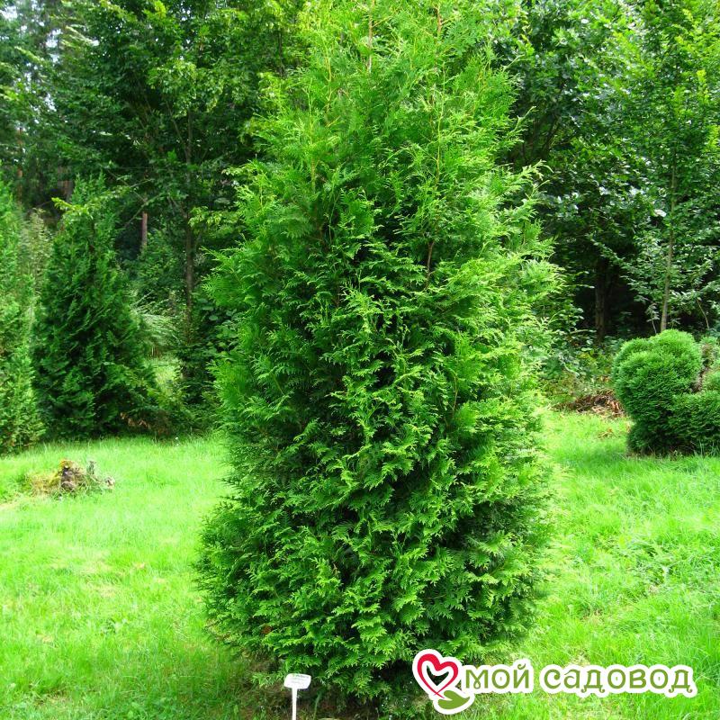 Туя Столвик - описание сорта, характеристики, посадка и выращивание, отзывы Туя Столвик: описание сорта, характеристики, посадка и выращивание, отзывы